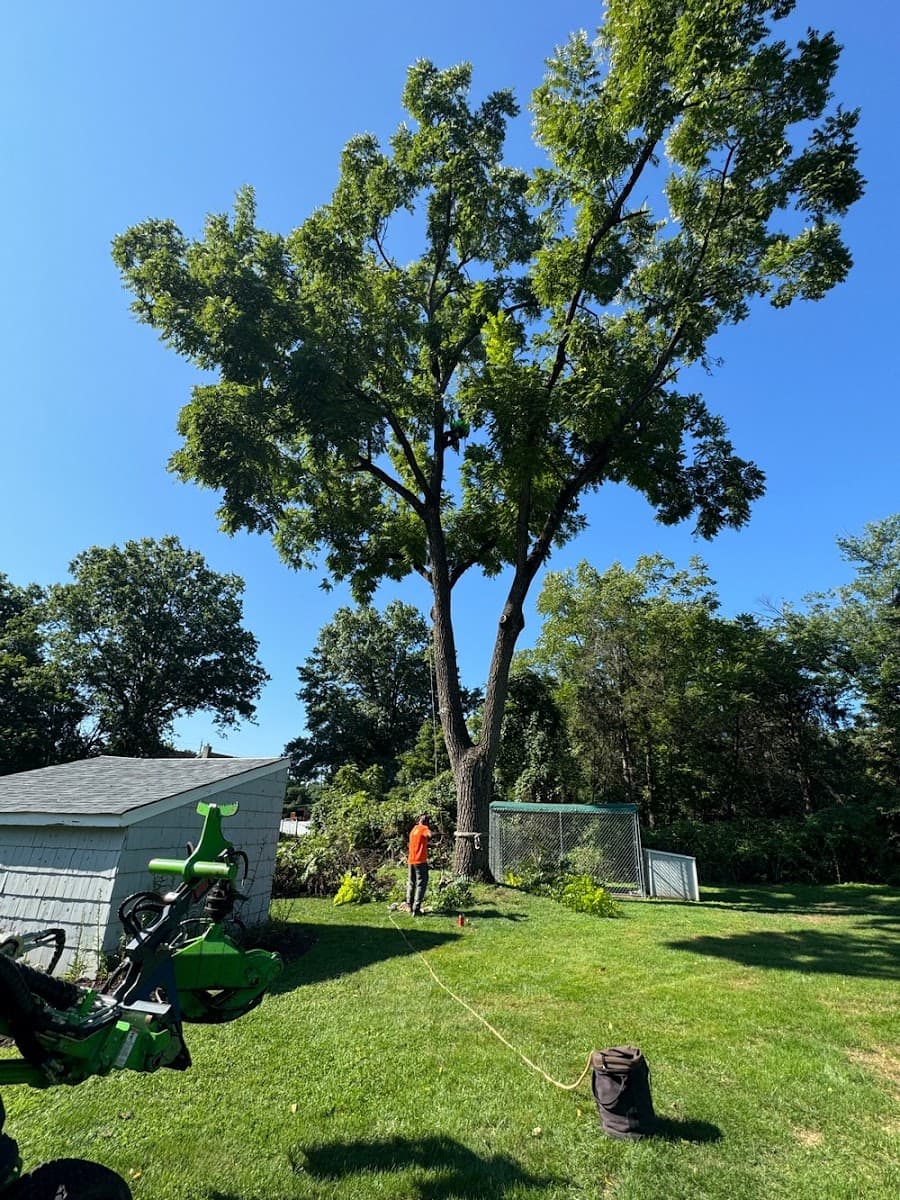 McCabe's Tree Experts