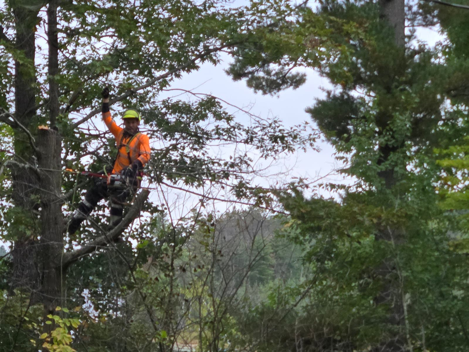 County Hill Tree Service LLC