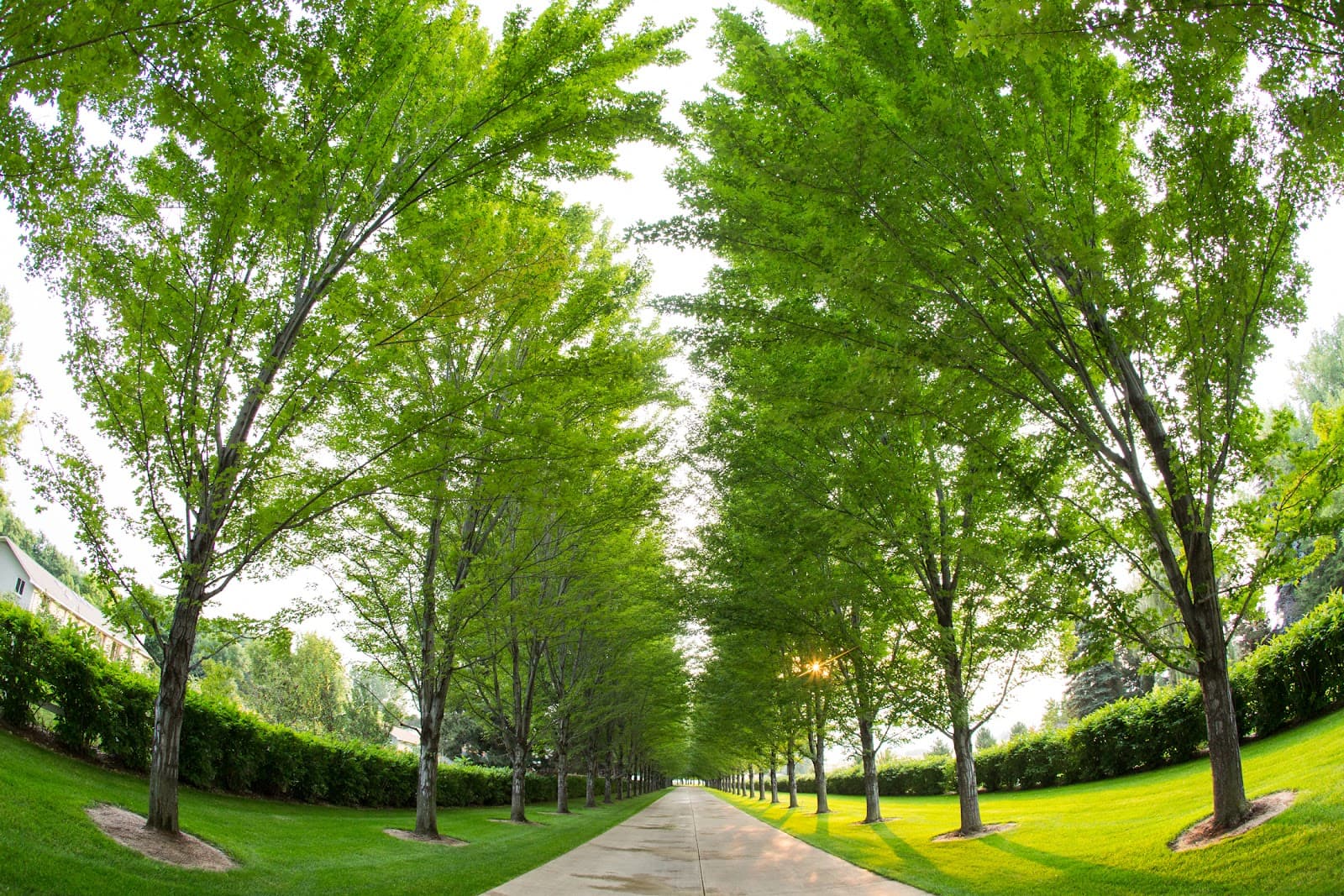 Flatirons Arbor Care