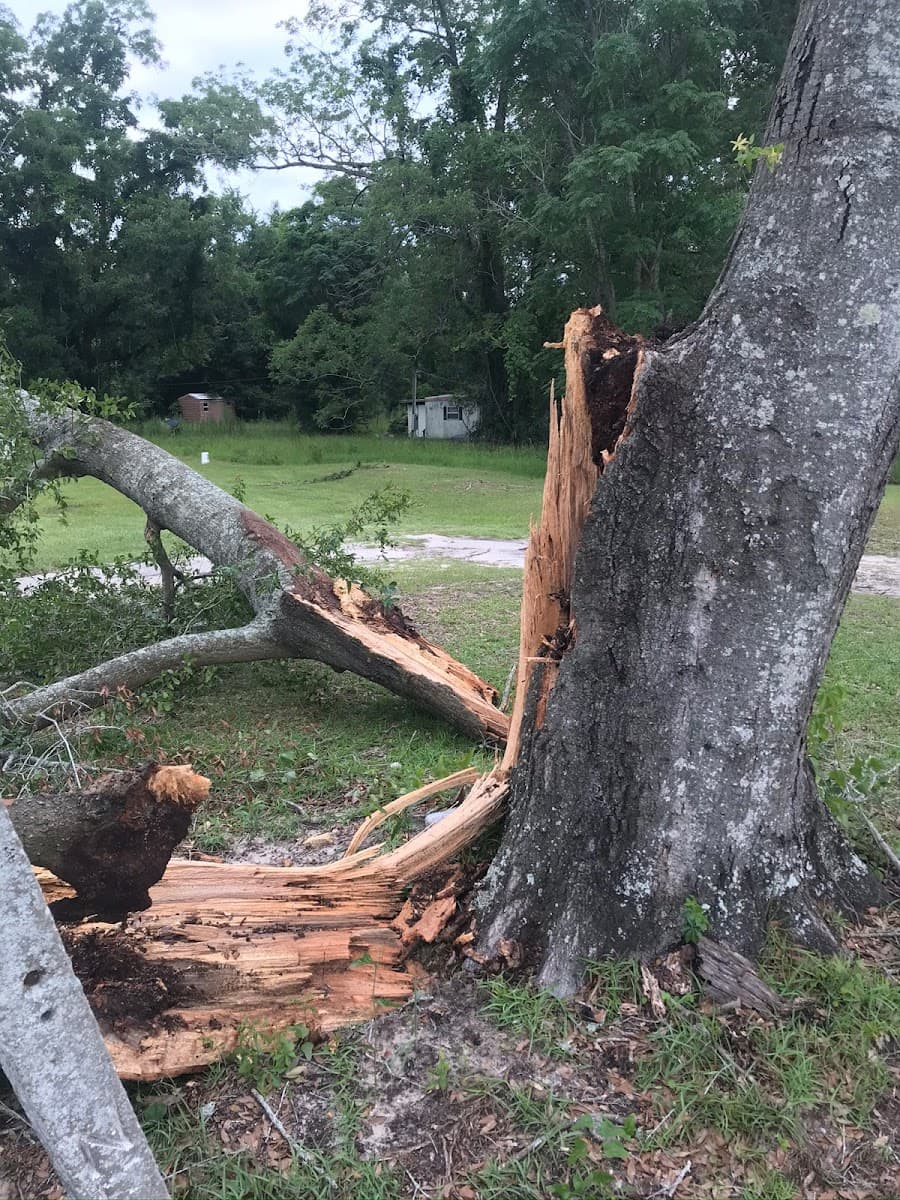 Precision Tree Care & Removal LLC