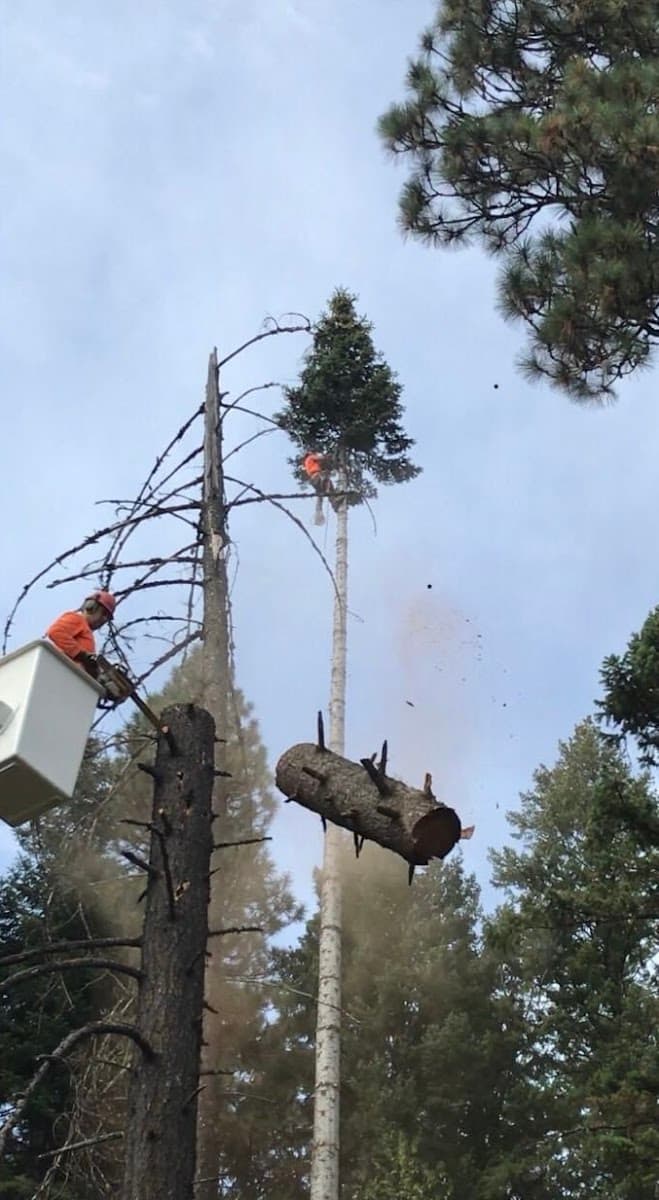 Sam's Tree & Landscape, LLC