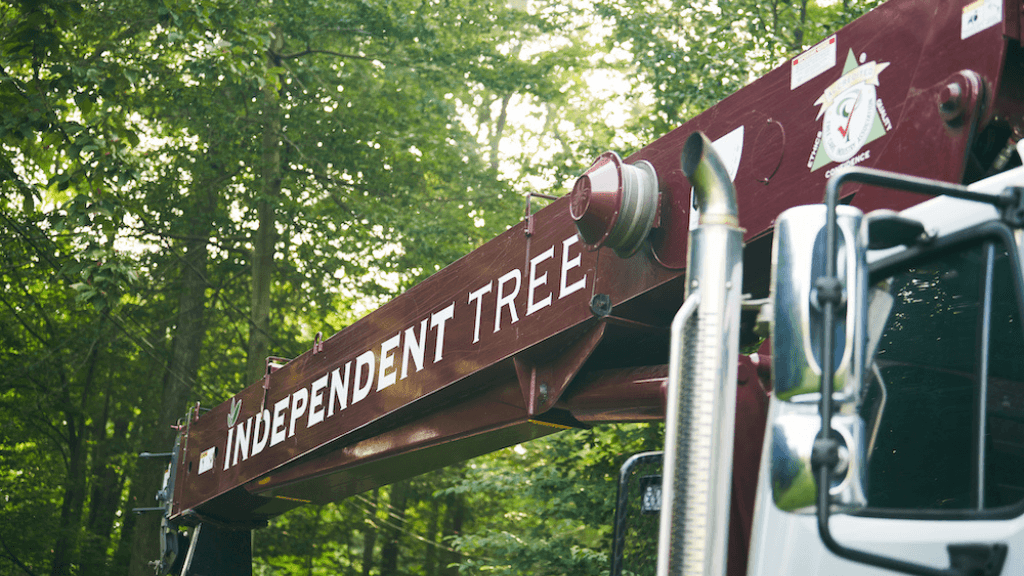 Independent Tree