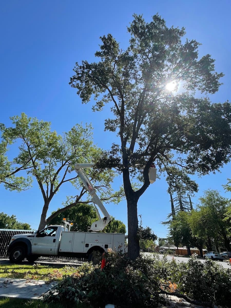 Nor-Cal Tree And Stump