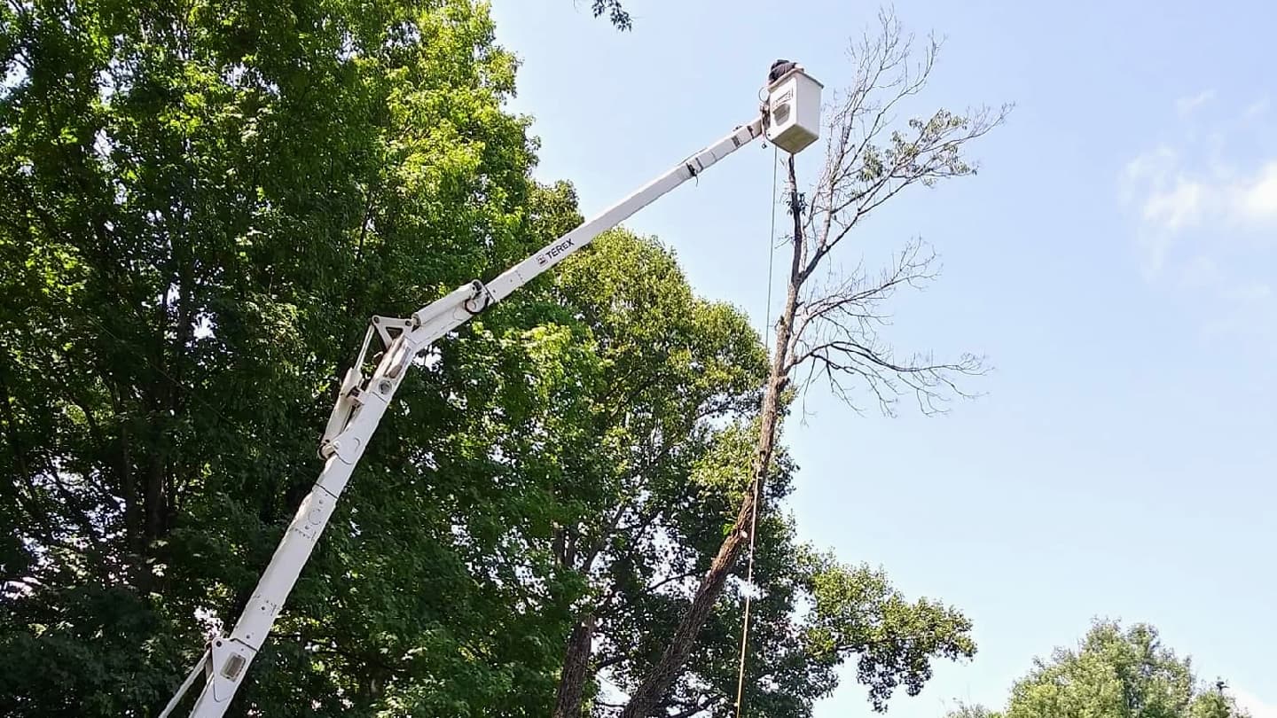 Professional Tree Experts