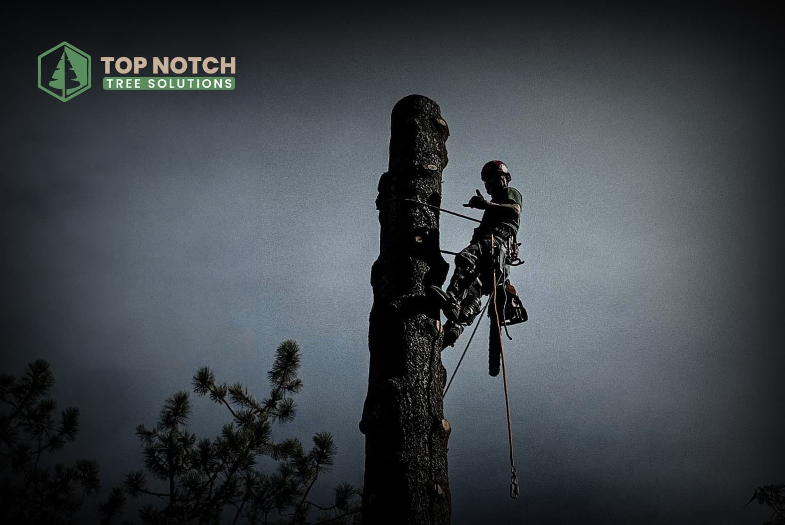 Top Notch Tree Solutions