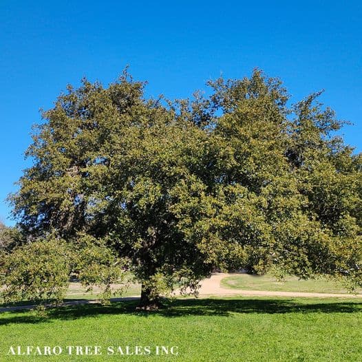 Alfaro Tree Sales Inc