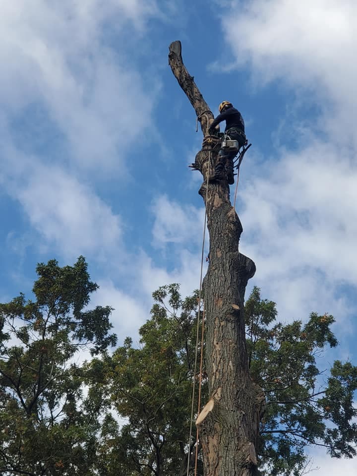 Chop & Chip Tree Service LLC