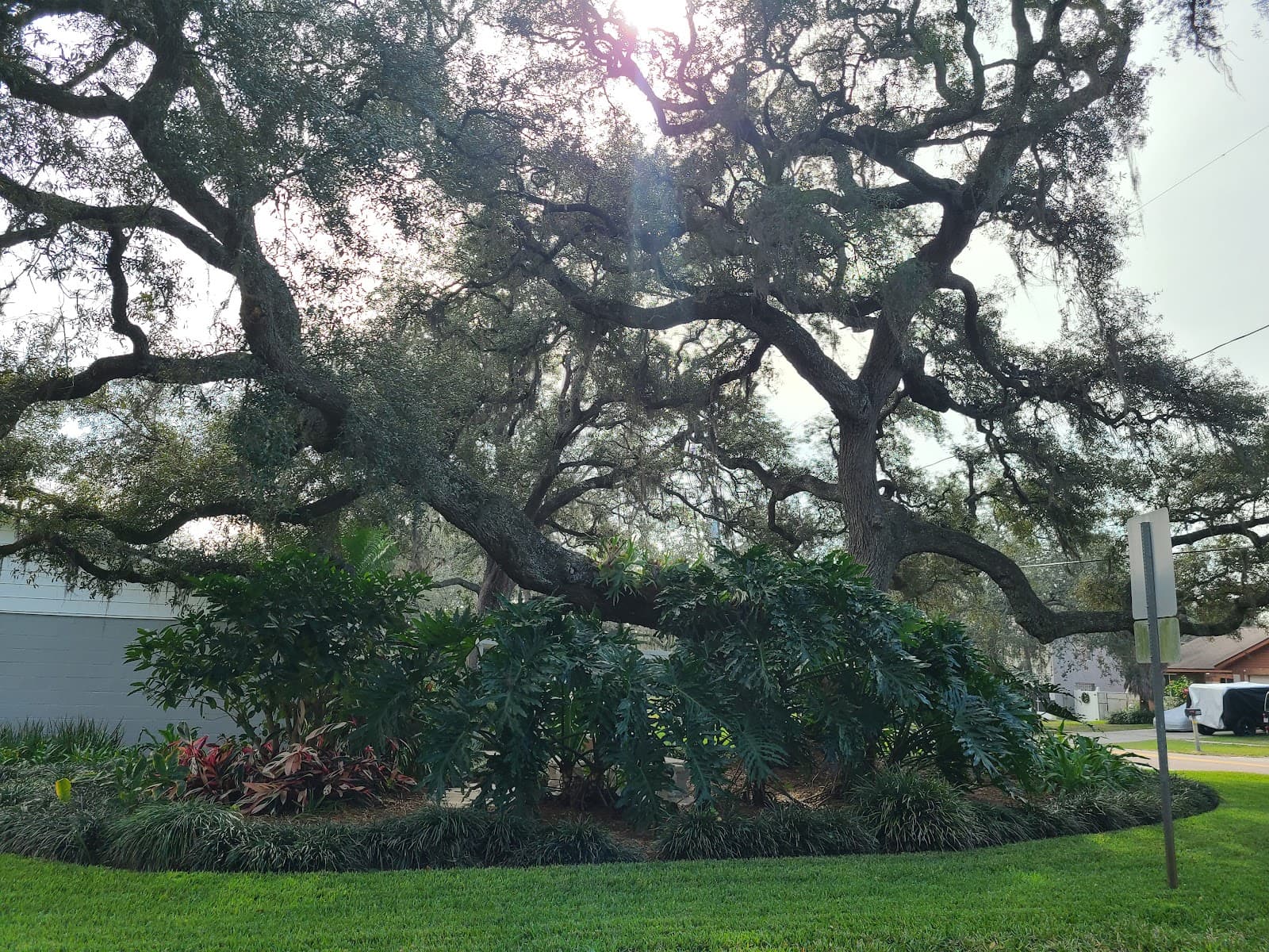 Brandon Tree Service