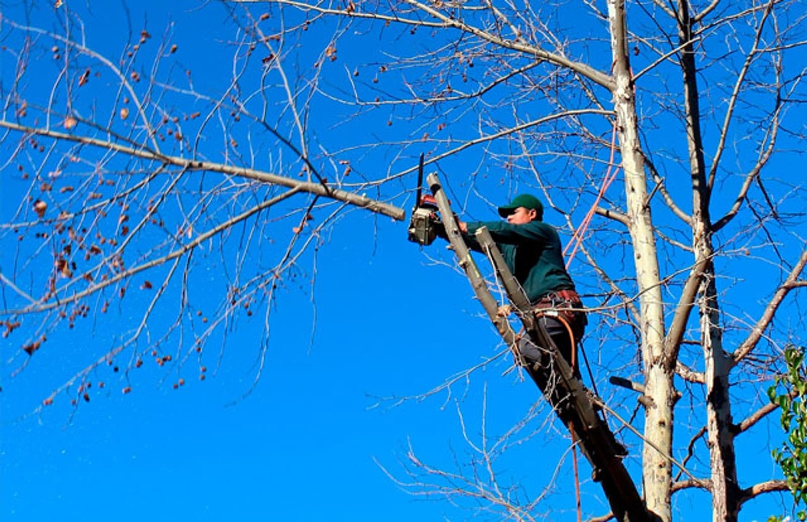 MCS Tree Services