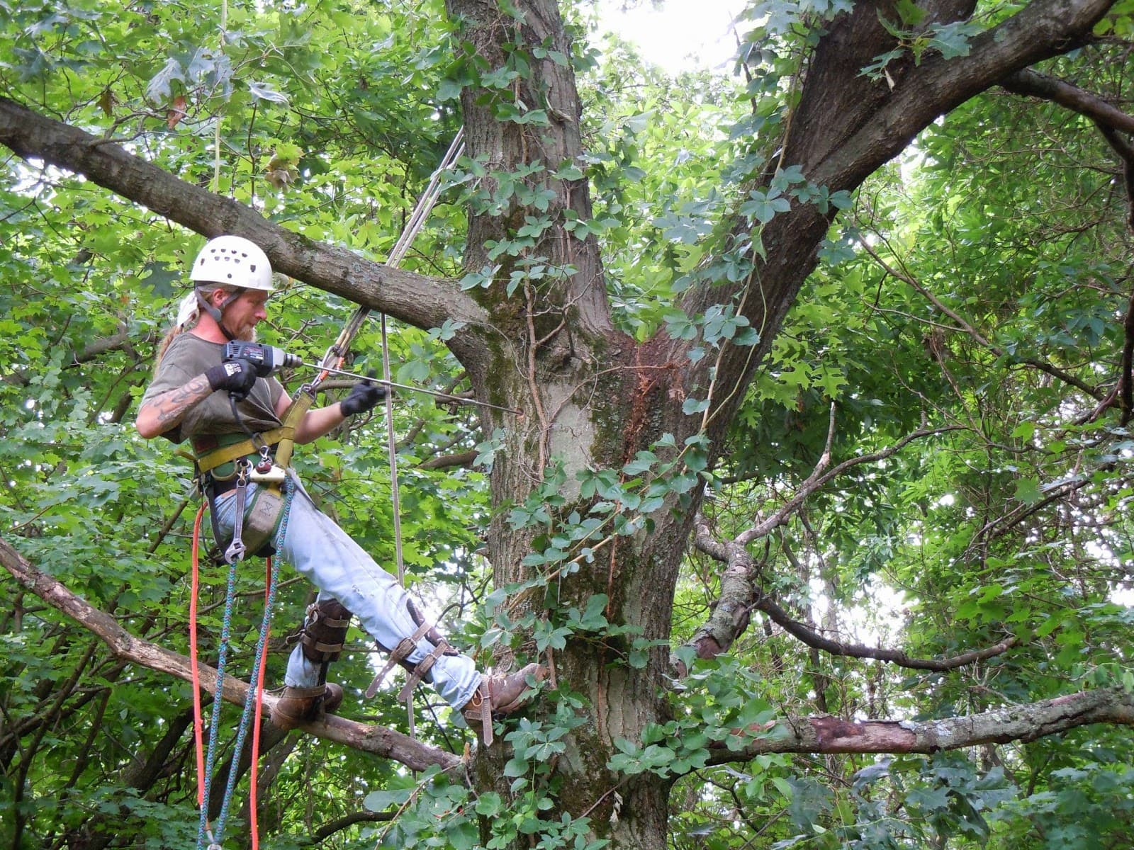 Green Leaves Tree Service