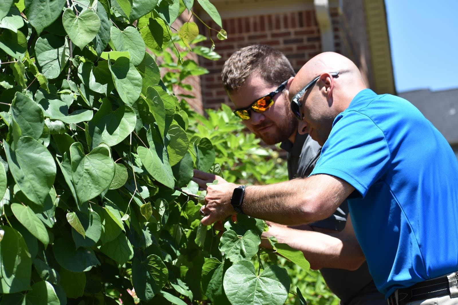 Schneider Tree Care - Spartanburg