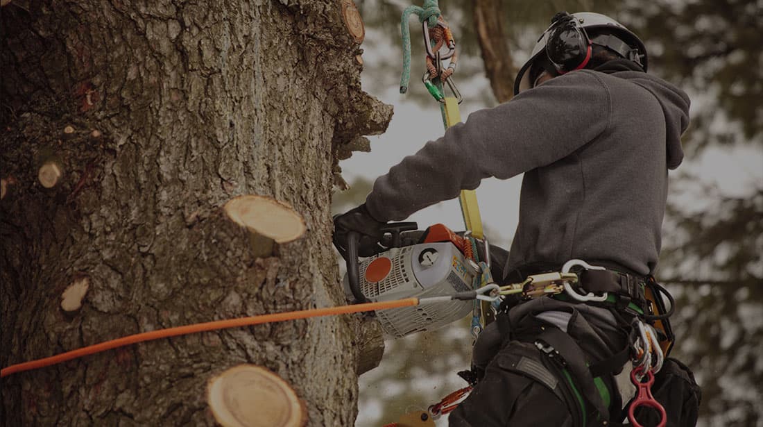 Holtslander & Sons Tree Service LLC