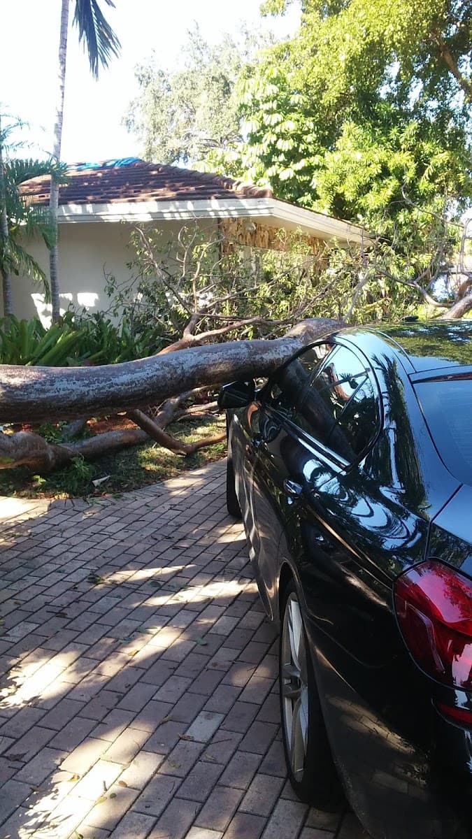 All American Tree Services