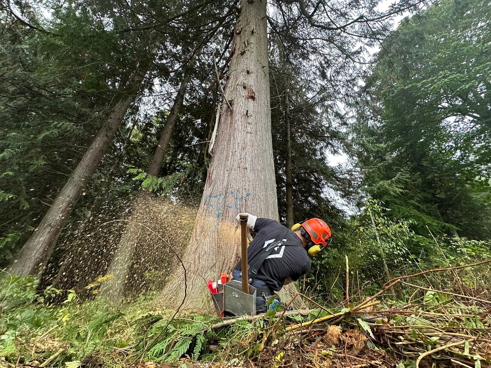 Snohomish Tree Company