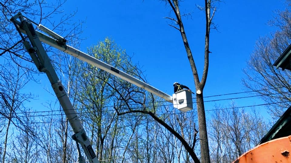 Happy Stump Tree Service