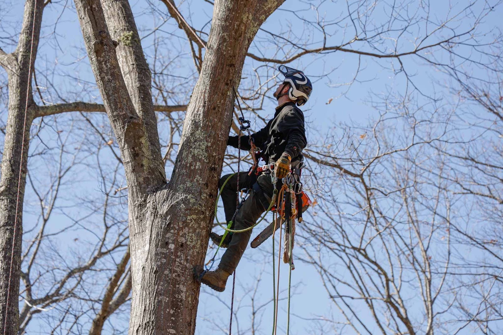 Good Neighbors Tree Service