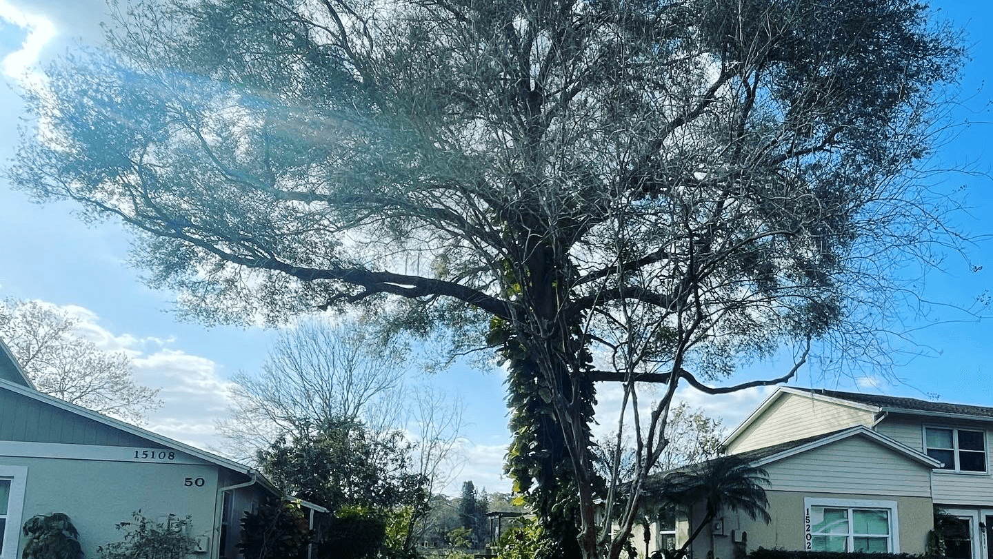 EB Trees and Landscape