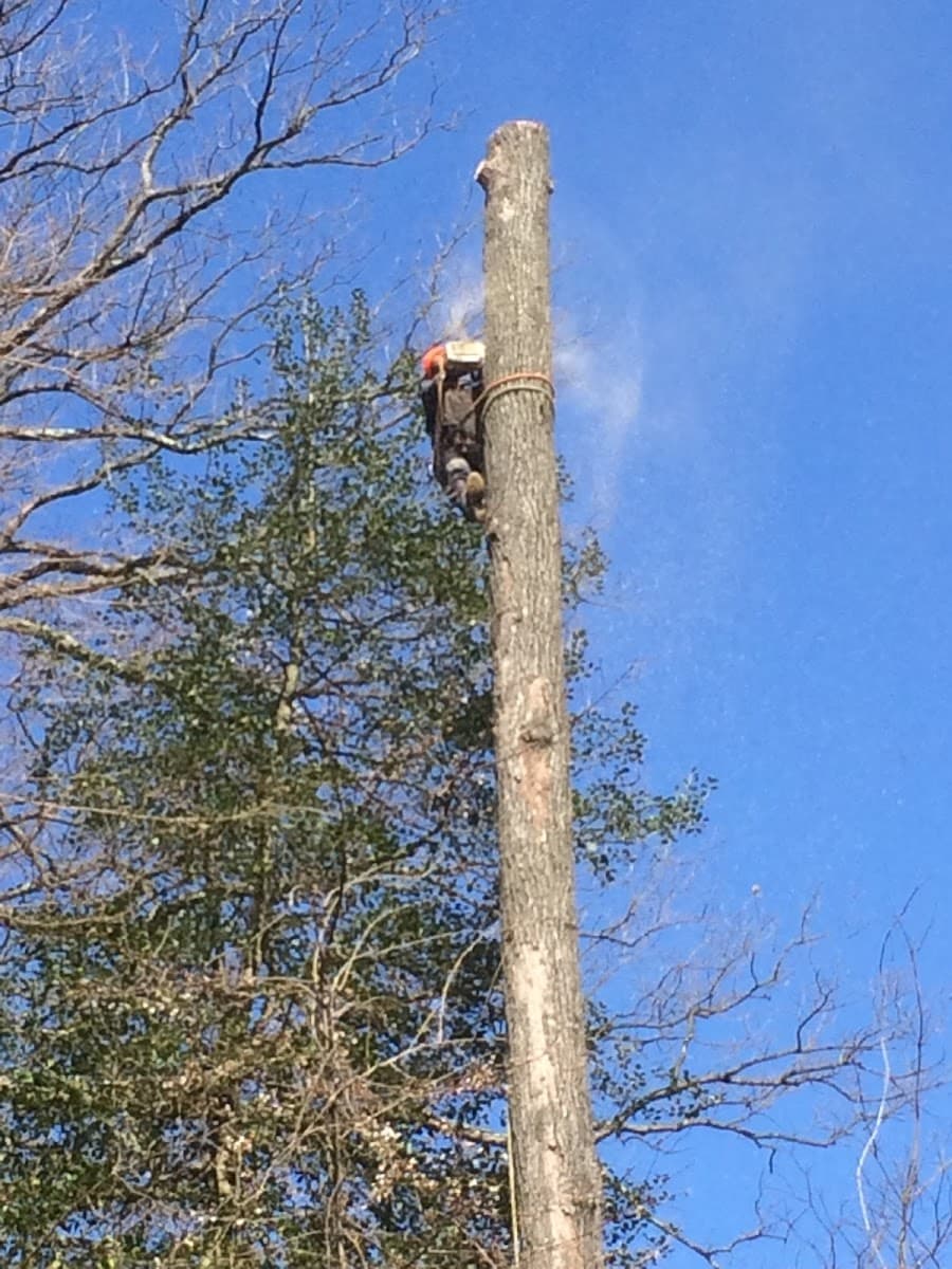 No Limitt Tree Service