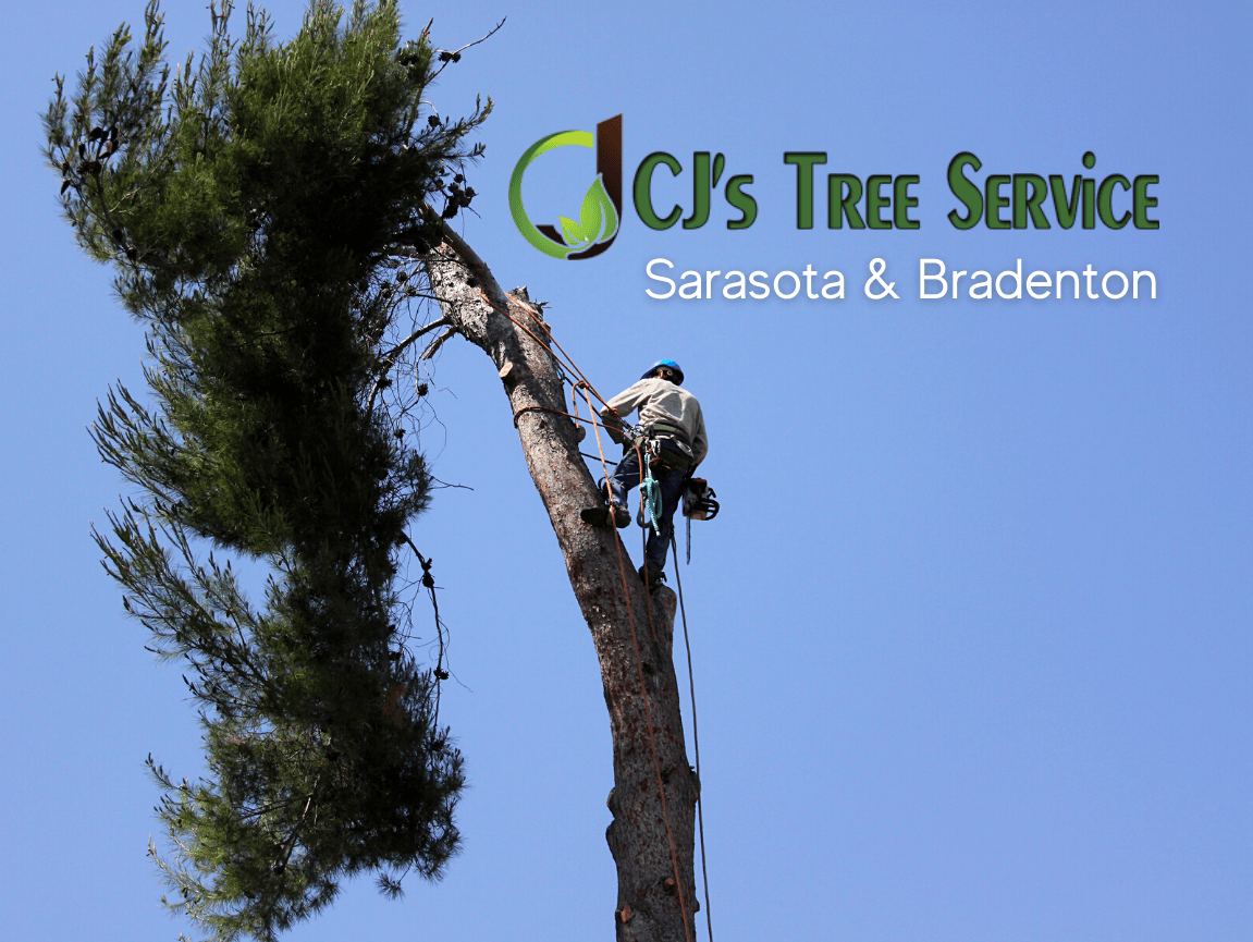 CJ's Tree Service - Sarasota Tree Service