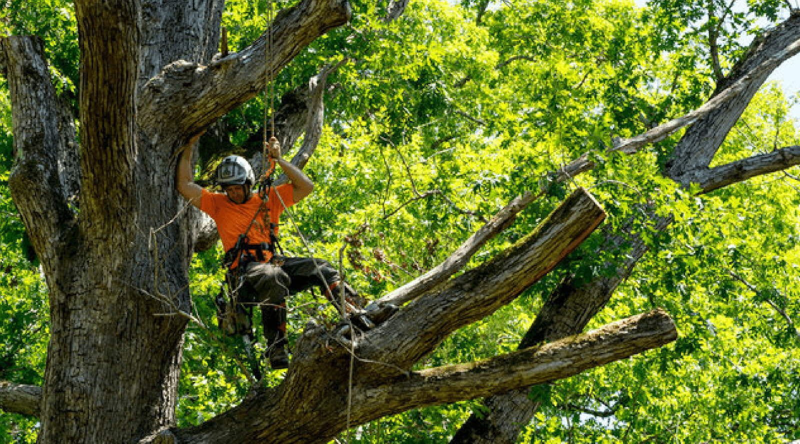Perez landscaping and Tree Trimming LLC