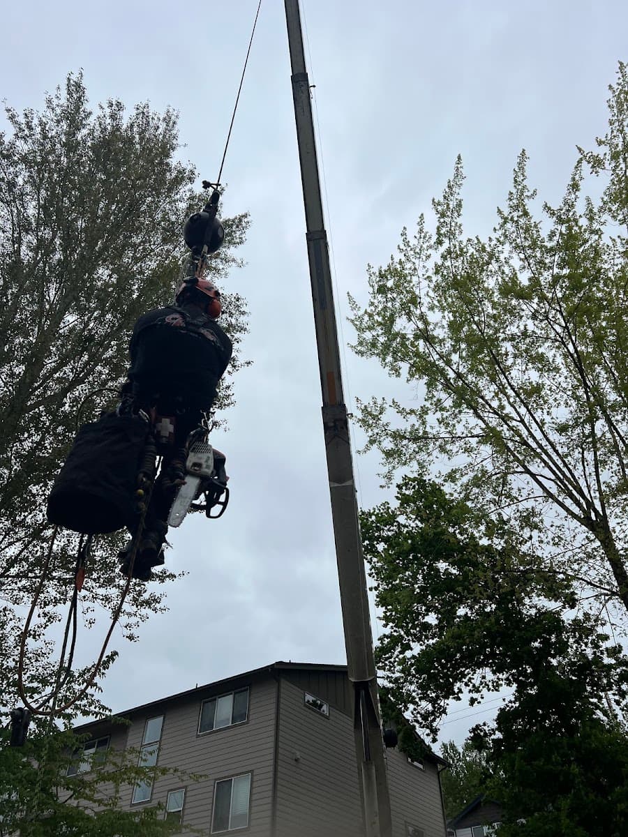 Rainier Tree Service