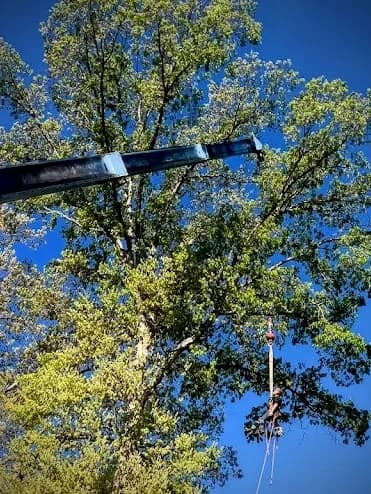 KBE Tree Experts LLC.