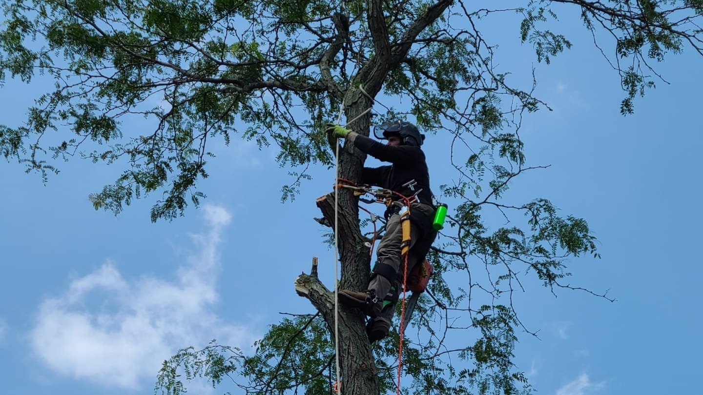 Bluegrass Tree & Lawn