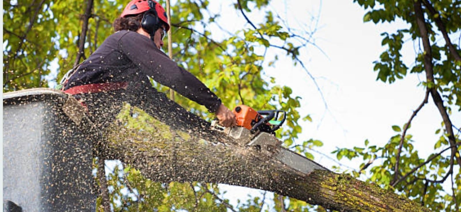 MM Bronx Tree Service - Tree Cutting, Tree Trimming, Tree Removal