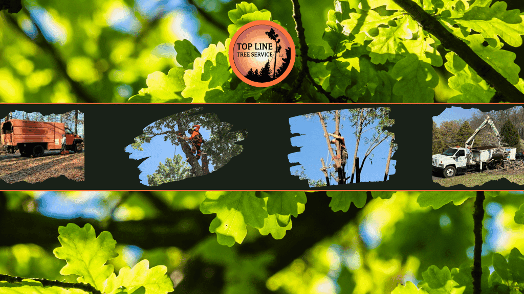 Top Line Tree Service LLC