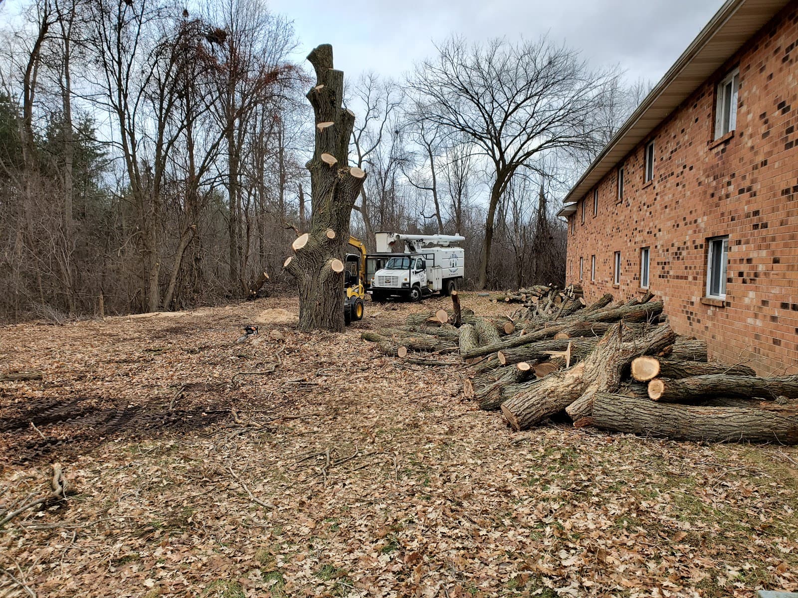 F&K's tree service and stump removal LLC.