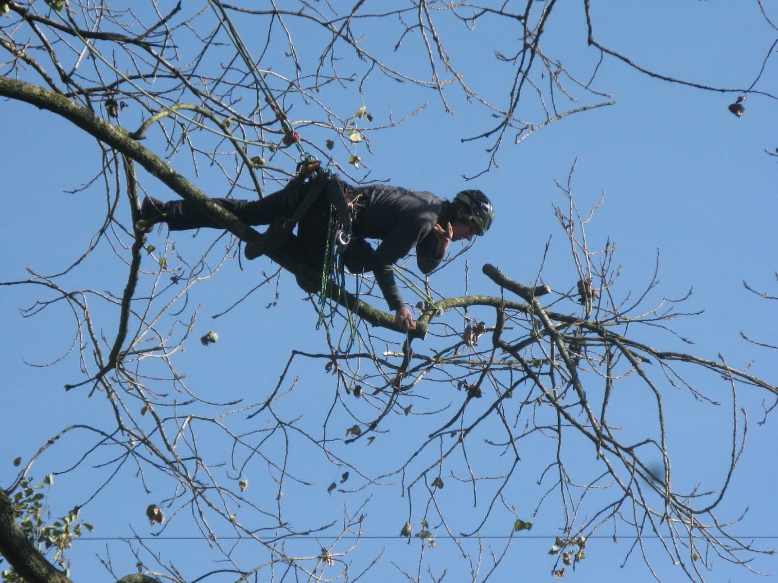 Moosewood Tree Service
