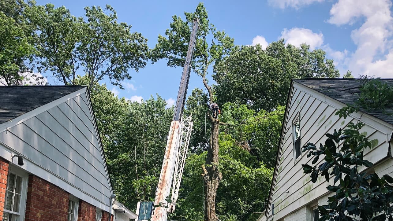 Southern Tree and Renovations- Memphis