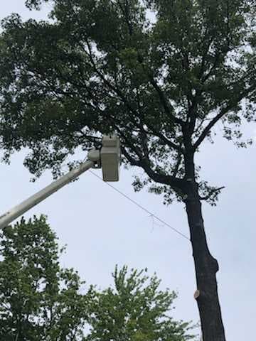 All Things Tree Service
