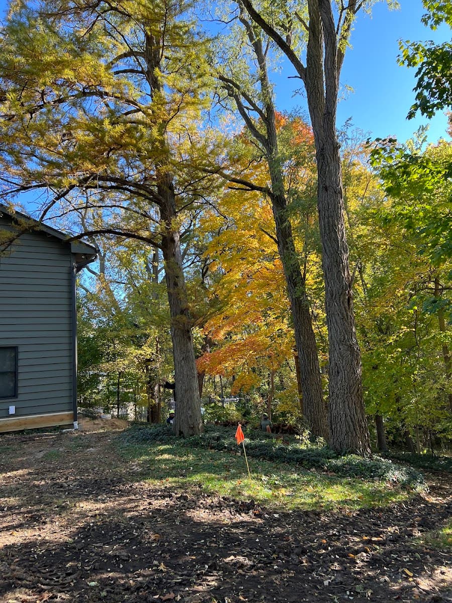 Ducks Tree And Stump Service