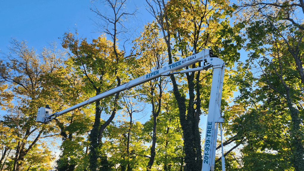 Aspen Tree Services Inc.