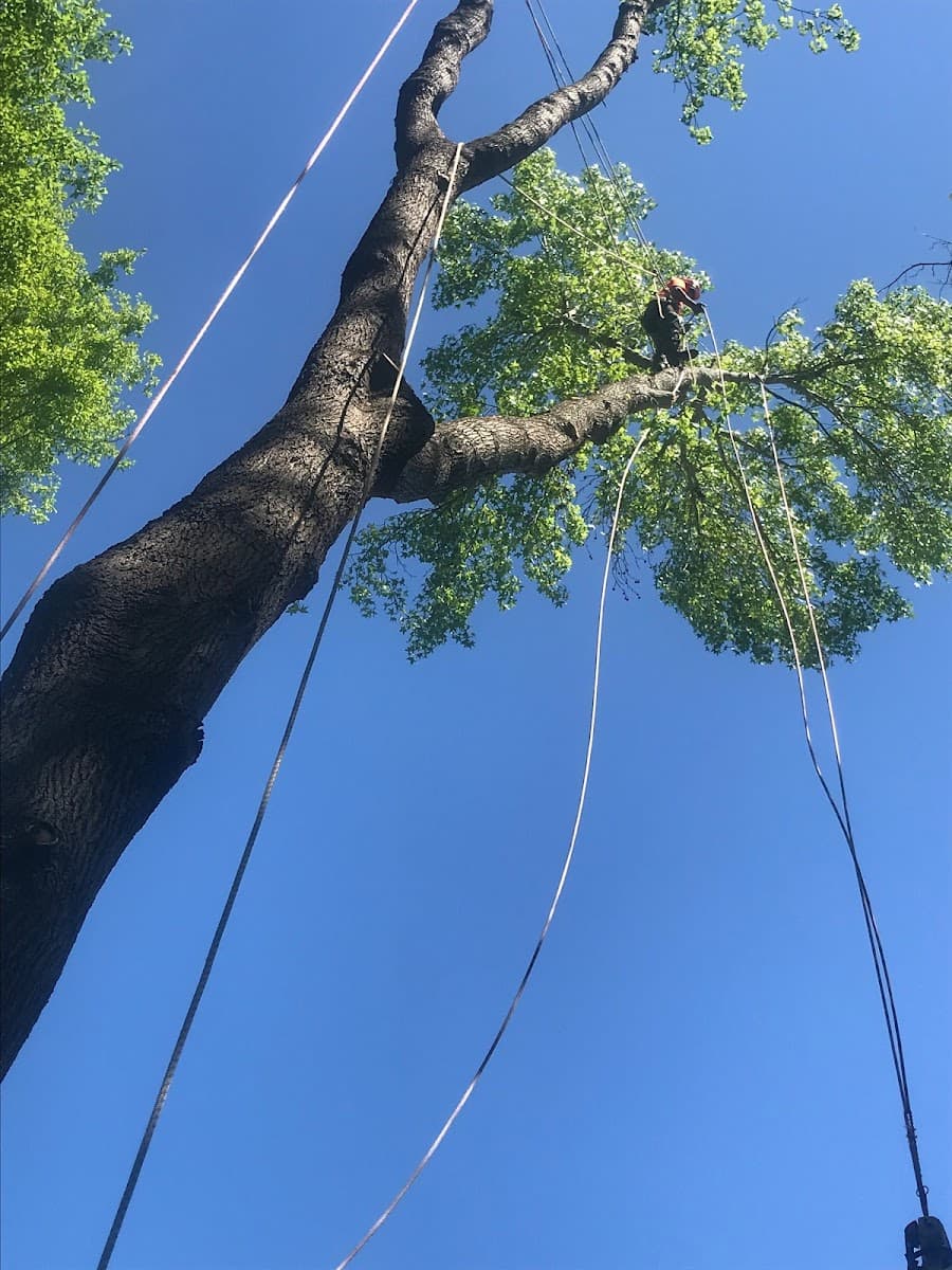 Southern Tree Removal