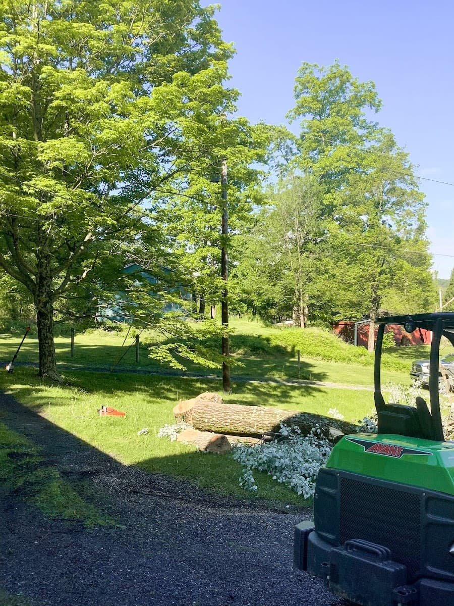 Tipping Timber Tree Removal