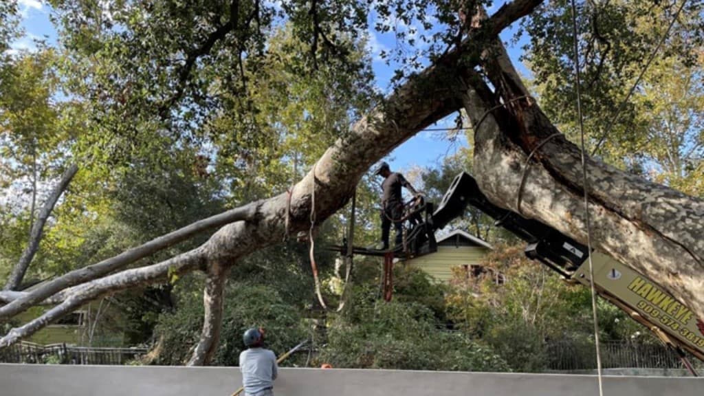 Reliable Tree Service