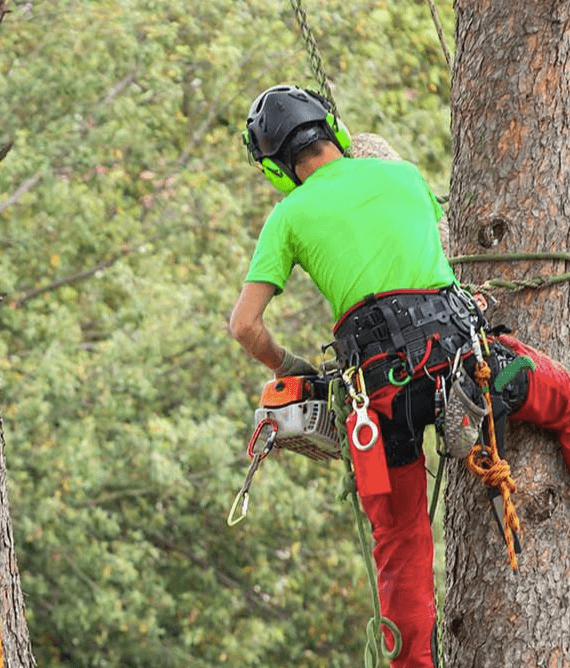 Golden Eagle Tree Service and Construction