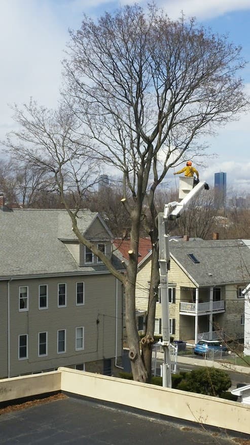 Ps Tree Service, Inc