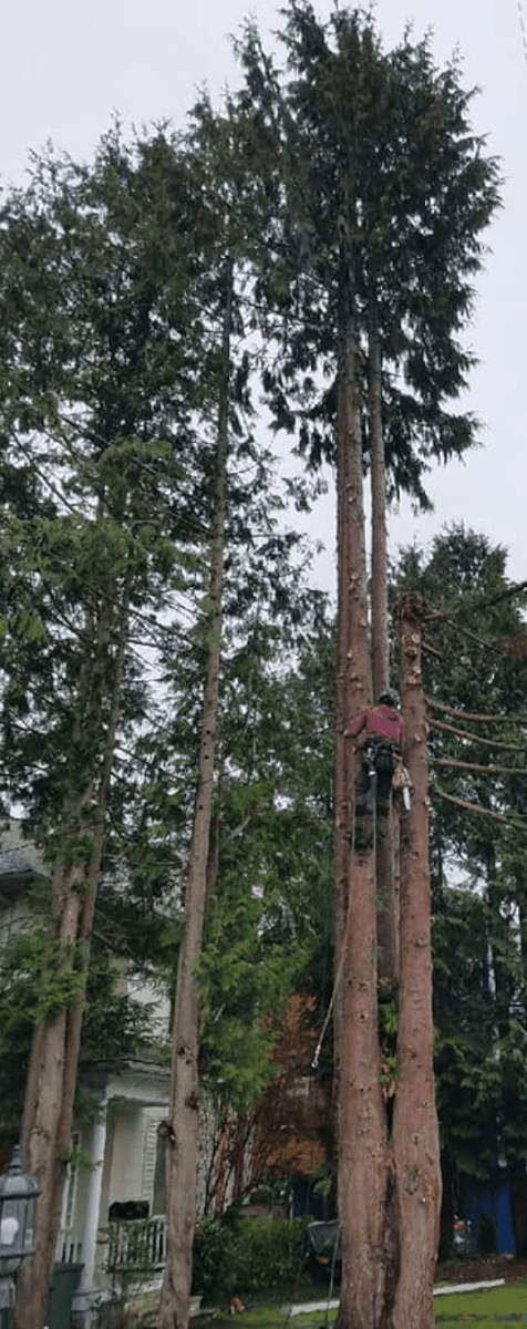 Hard Work Tree Services