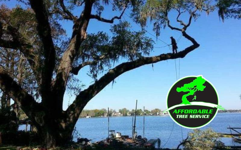 Affordable Tree Service