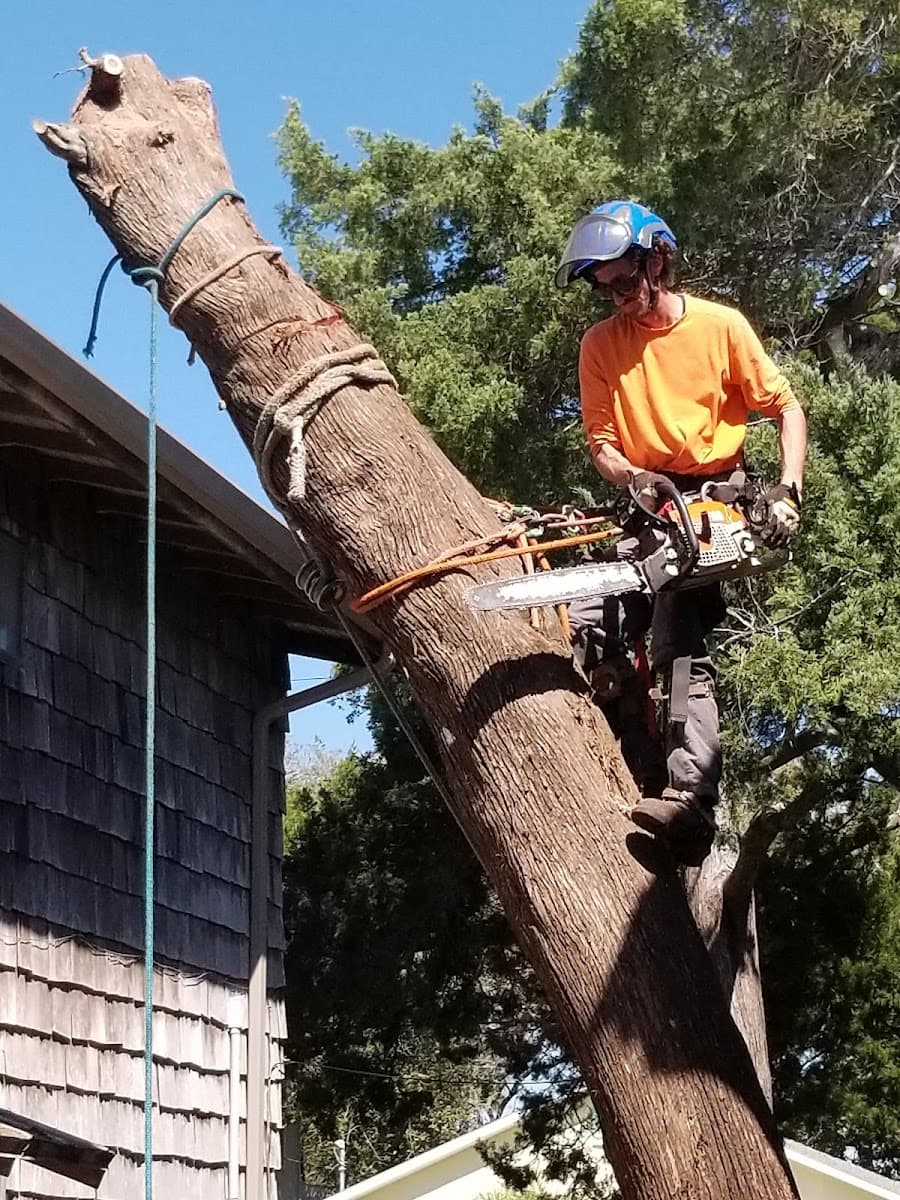 All American Tree Surgeons