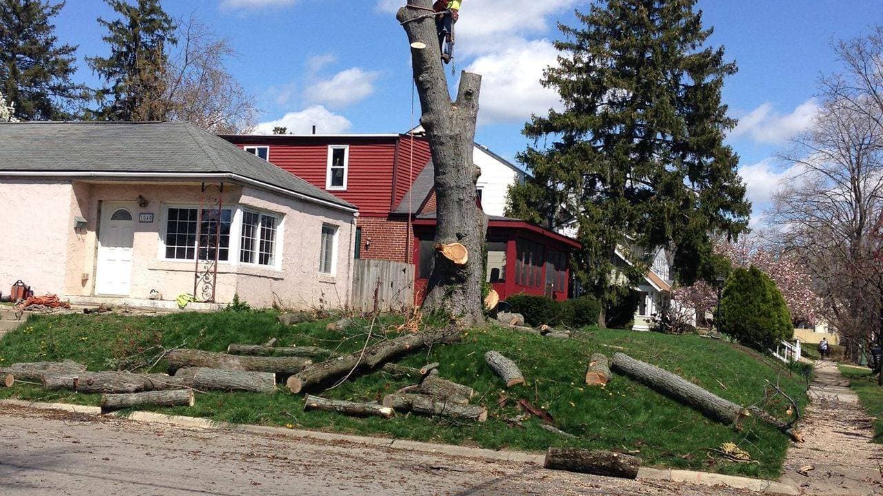 Real sky tree services llc