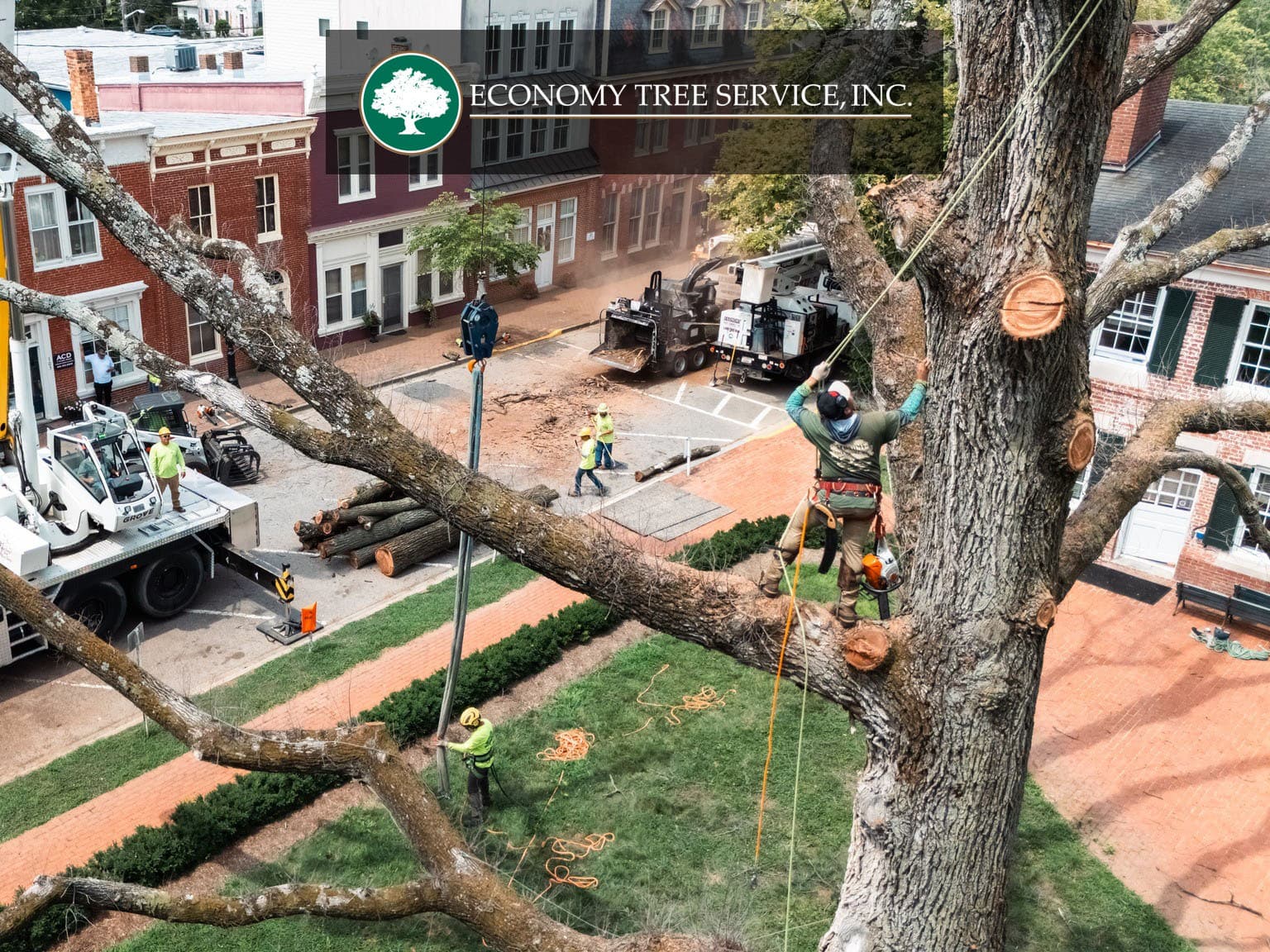 Economy Tree Service