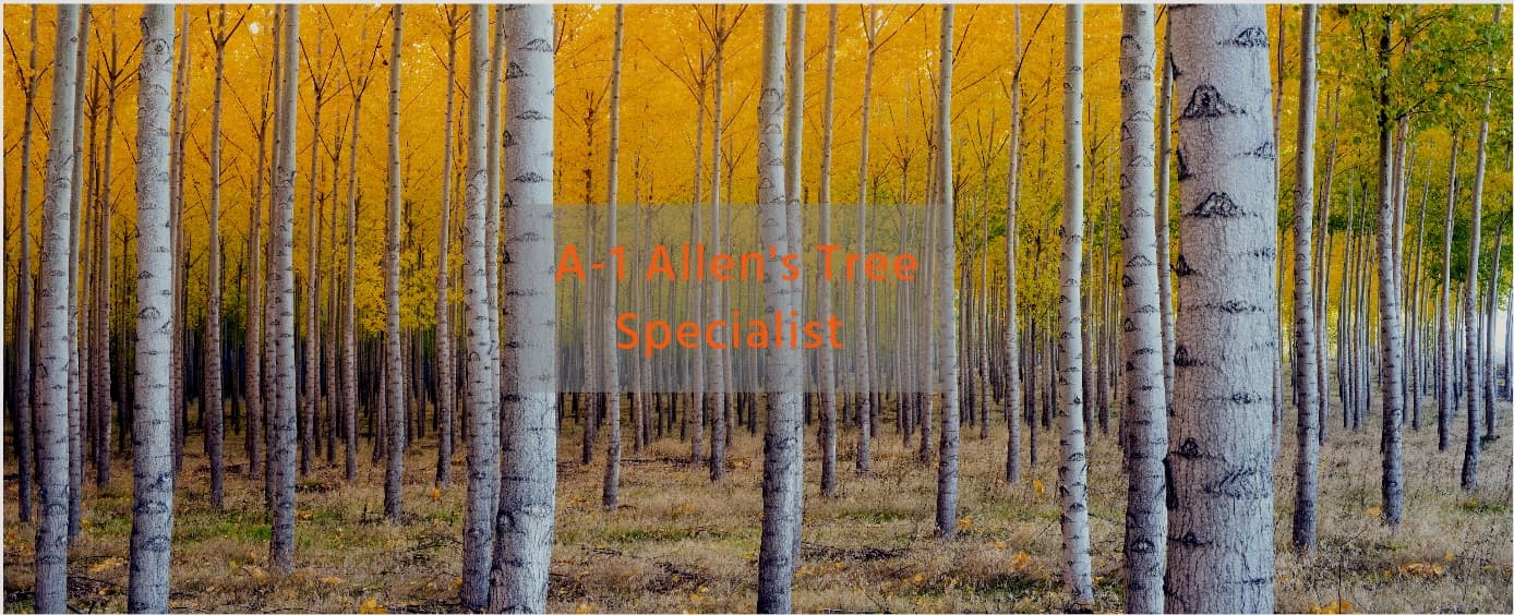 A-1 Allen's Tree Specialist
