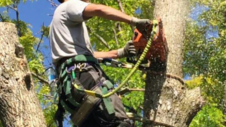 Silverleaf Tree Service