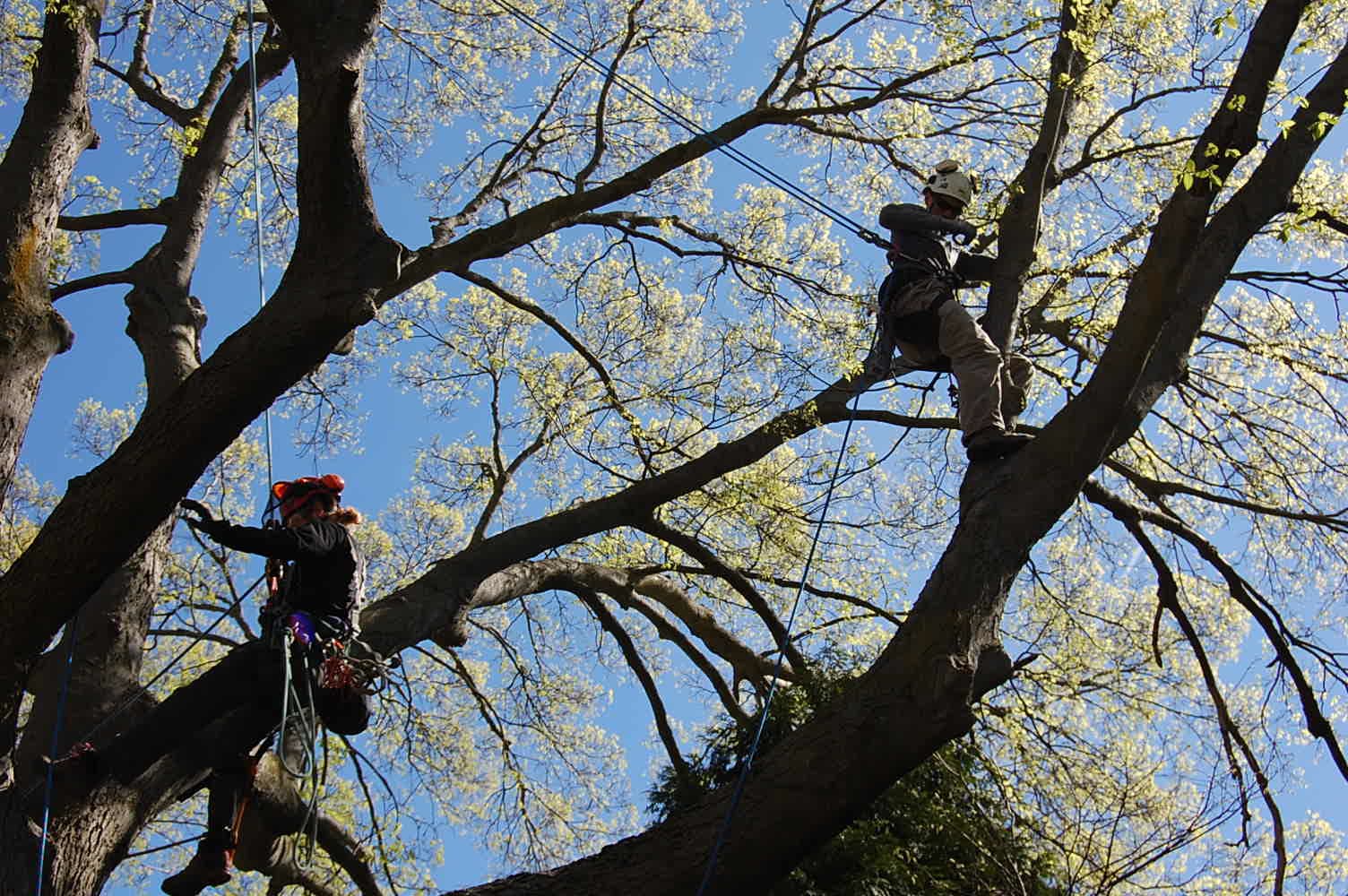 Urban Tree Management