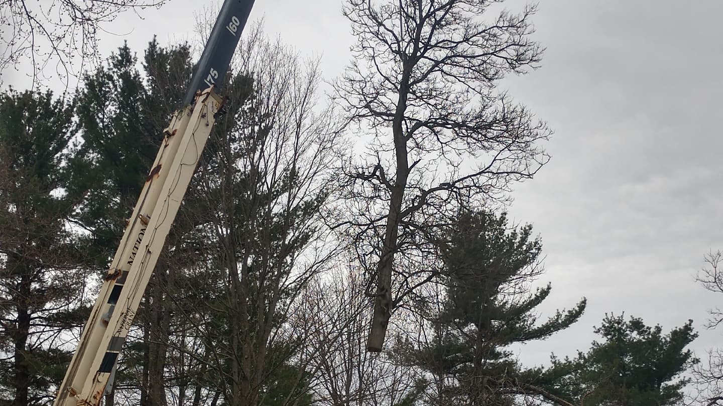 Jacoby Tree Services Inc | Tree Removal & Trimming