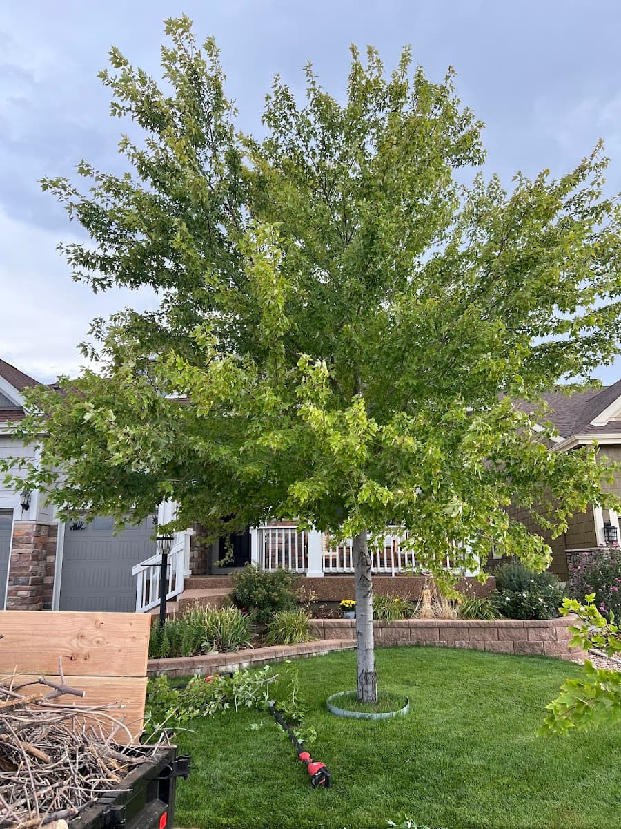 Black Widow Tree Specialists LLC